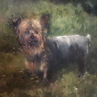 C1900 Yorkshire Terrier