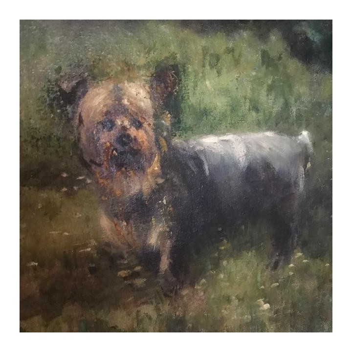 C1900 Yorkshire Terrier