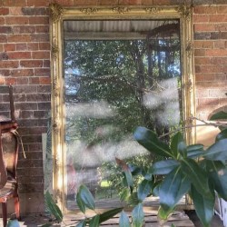 C19th French Mirror with Water Gilding