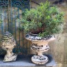 C18th French Cast Iron French Urns 470 x 500