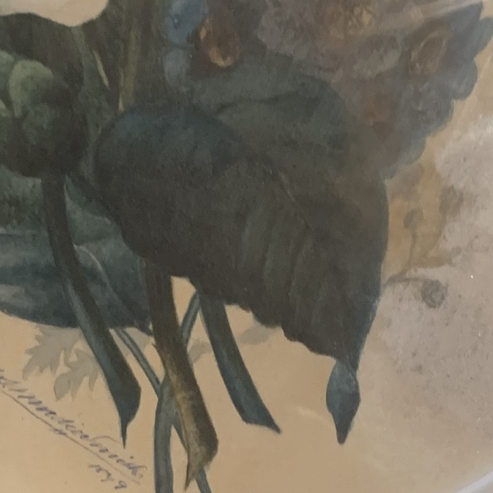 Framed Lithograph of Rosie of Flowers